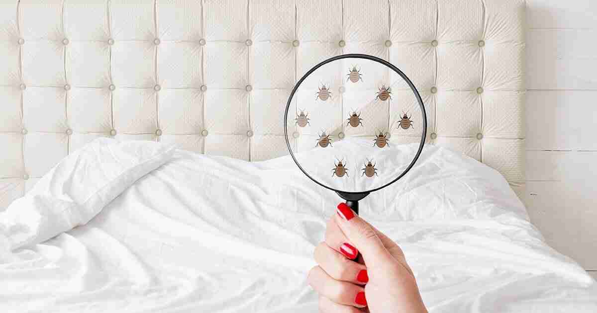 What Should You Do When You Find Bed Bugs?