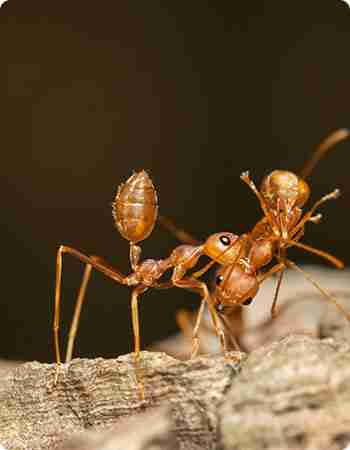 Natural Remedies for Ant Control: Eco-Friendly Solutions to Keep Ants at Bay