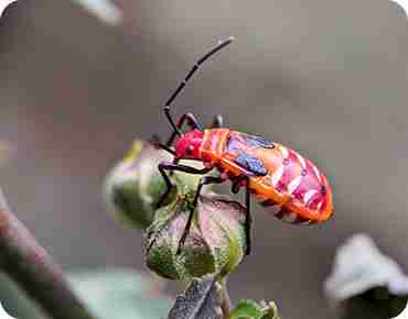 Gets Rid of Boxelder Bugs-10