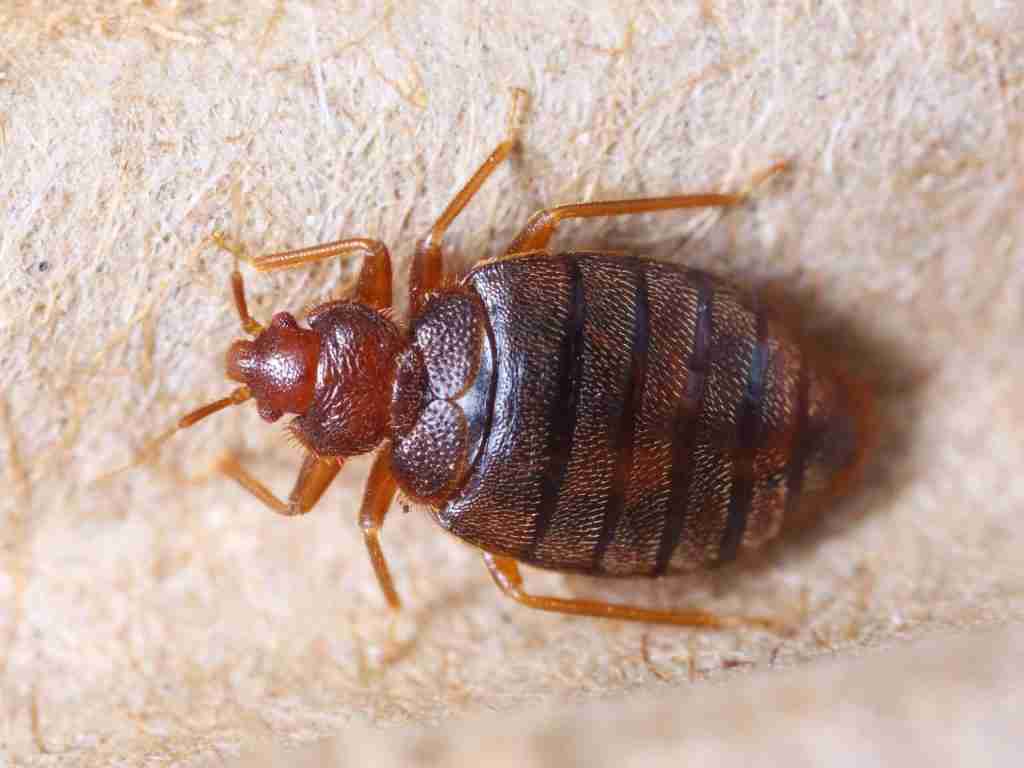 Bed Bug Control Independence Missouri