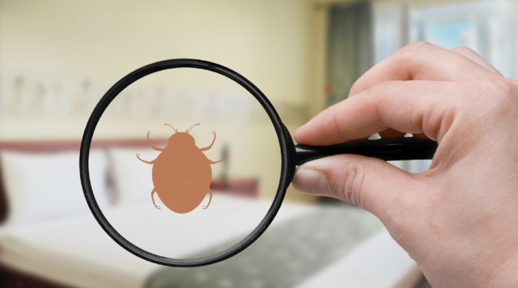 Bed Bug Exterminator Garden City MO