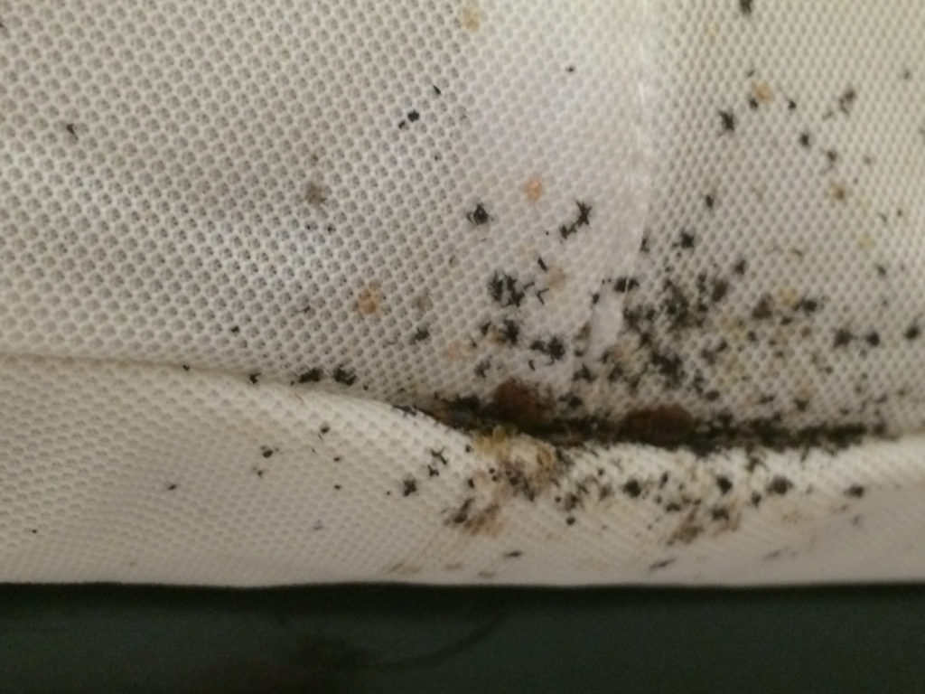 Bed Bug Exterminator Overland Park, KS