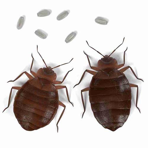 Bed Bug Exterminator Leavenworth KS