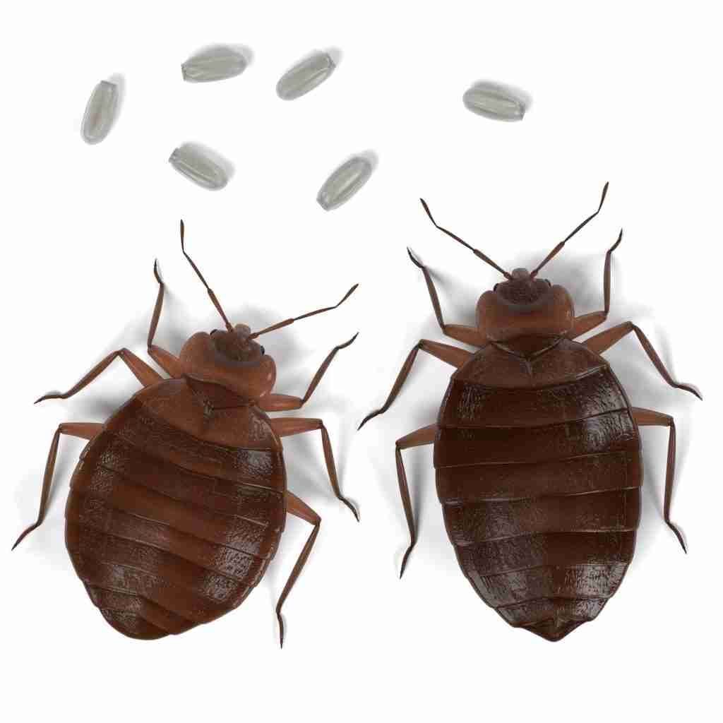 Bed Bug Exterminator Merriam KS