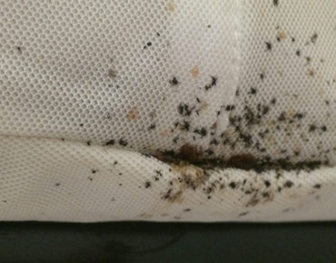 Bed Bug Exterminator Paola, KS
