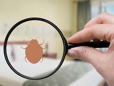 Bed Bug Exterminator Platte City MO