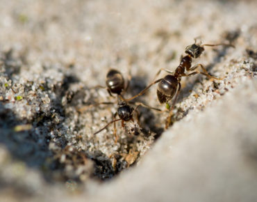 Where Do Carpenter Ants Come From