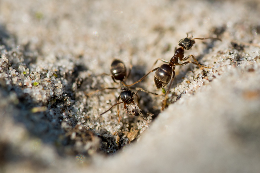 Where Do Carpenter Ants Come From?