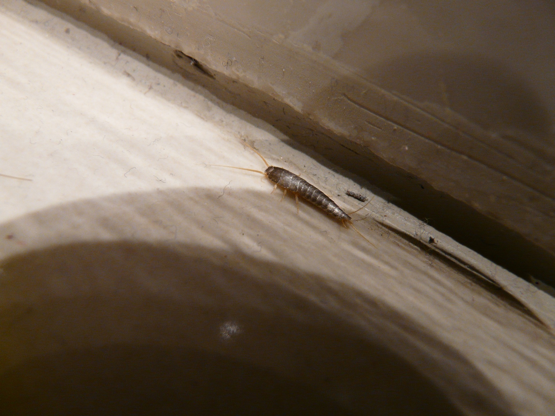 Why Are Silverfish in My House