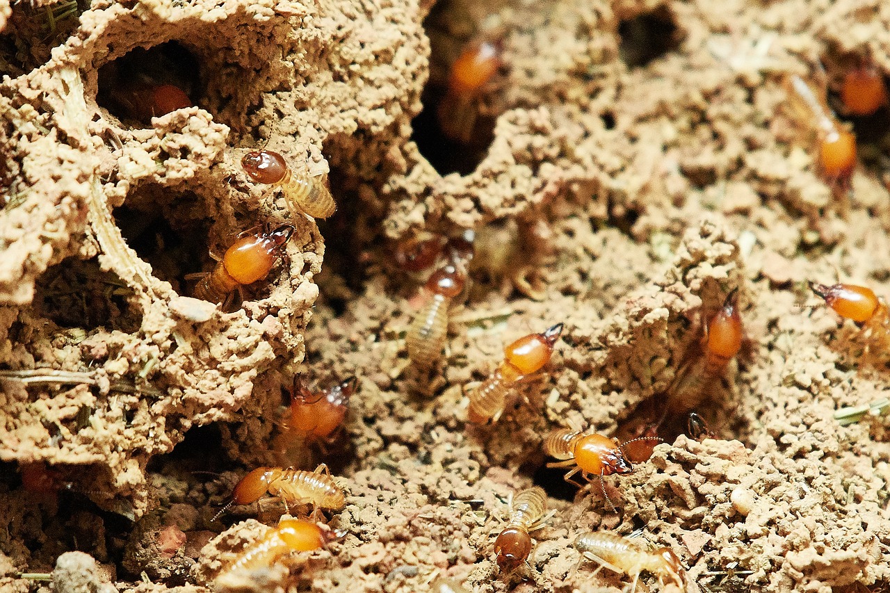 How Do You Know You Have Termites?