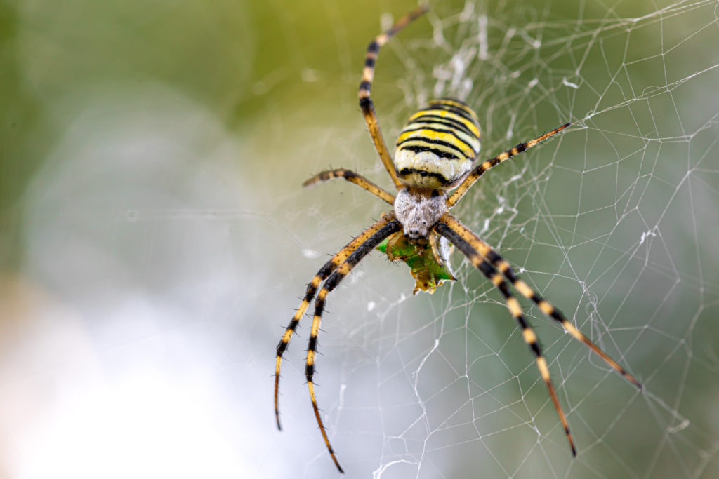 Pest-Control-for-Spiders