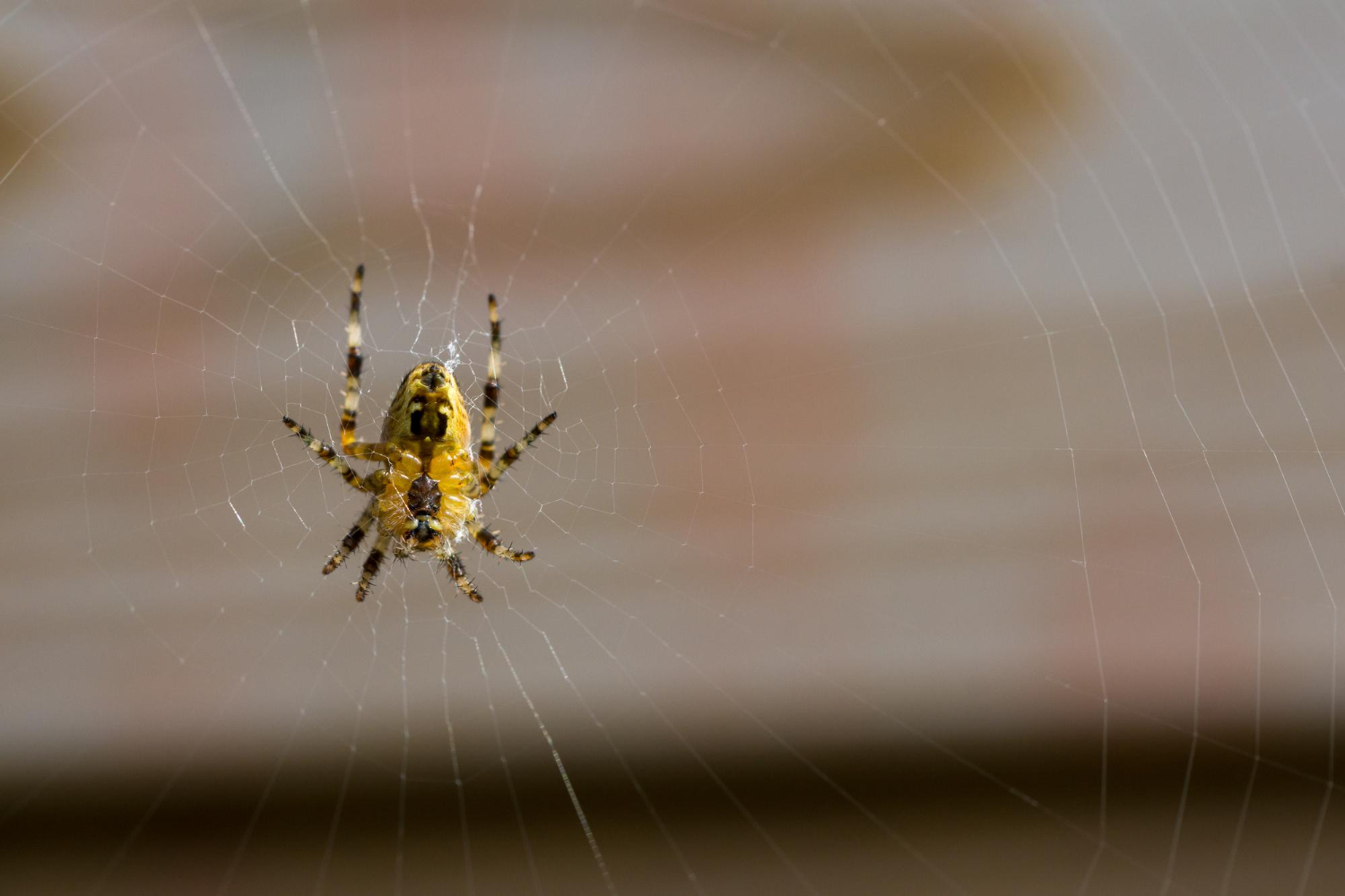 What Is the Best Pest Control for Spiders?