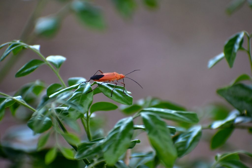 Boxelder Bugs