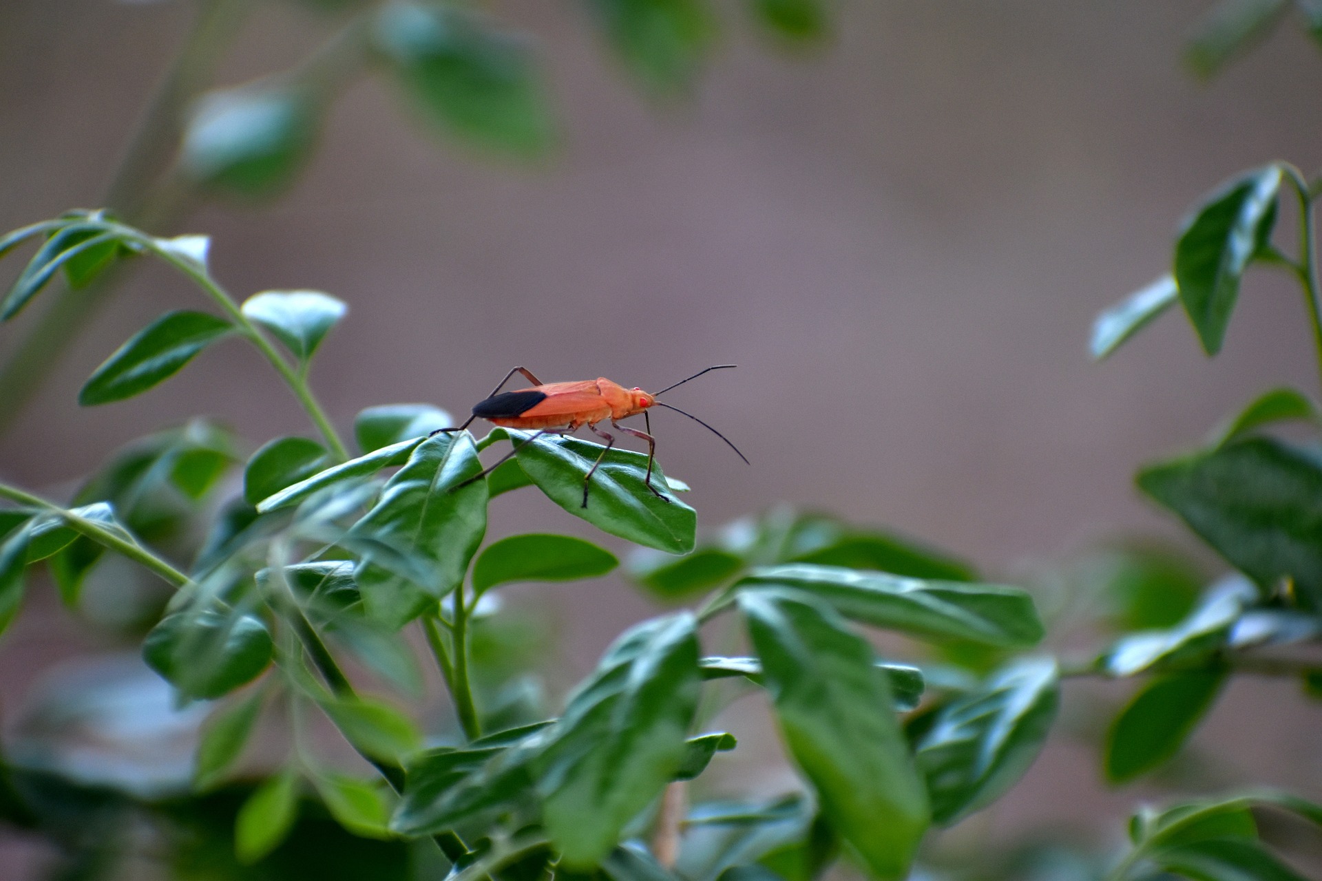 What Gets Rid of Boxelder Bugs