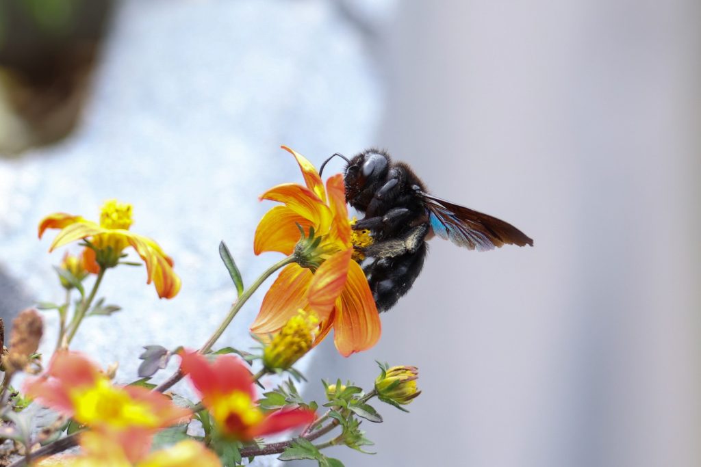 Carpenter Bees