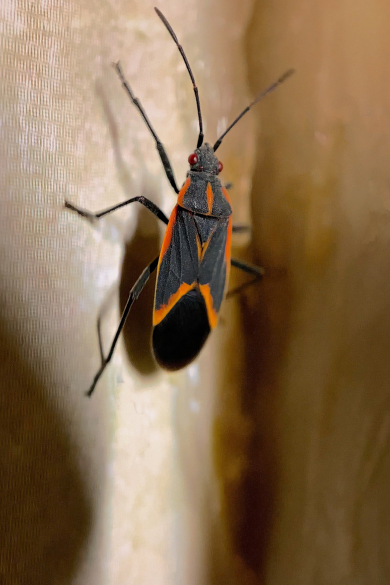 What Happens if a Stink Bug Bites You? - Rock Pest Control