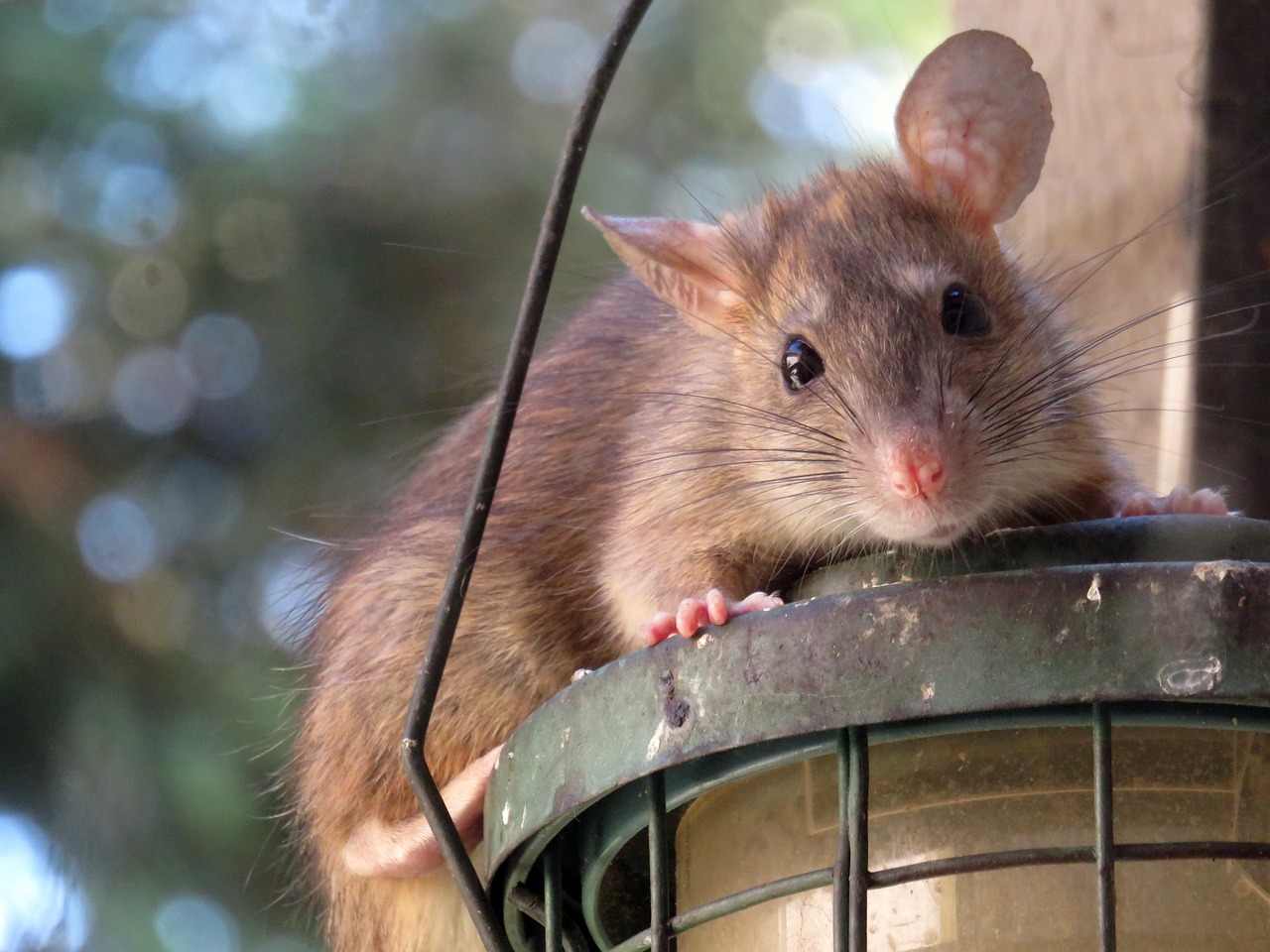 The Right Time to Call an Exterminator for Mice in Your Home