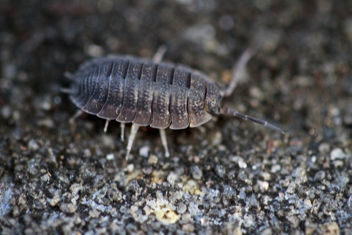 How to Get Rid of Pillbugs: A Comprehensive Guide