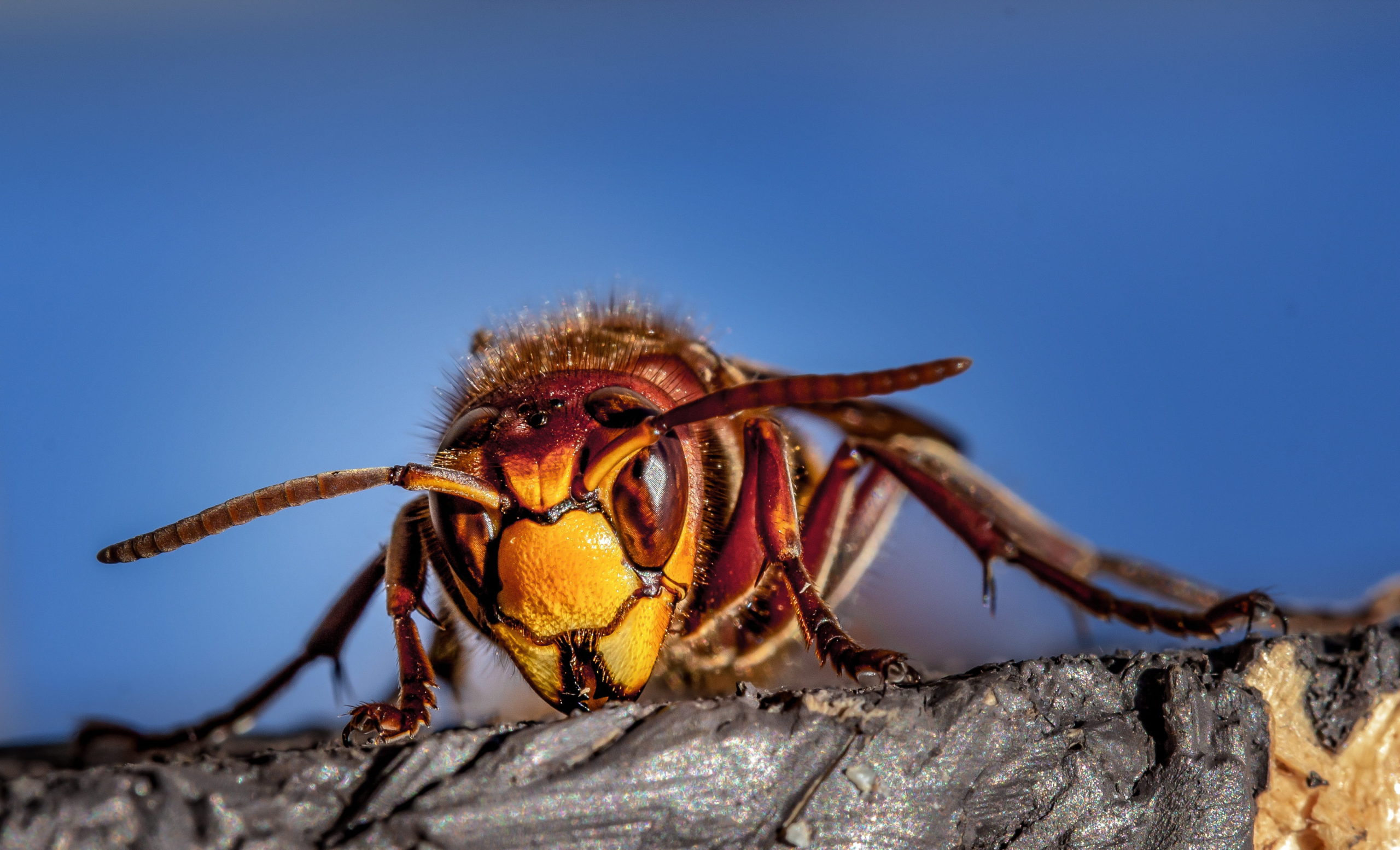 How Harmful Are Murder Hornets to Humans?
