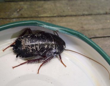 Oriental Cockroaches