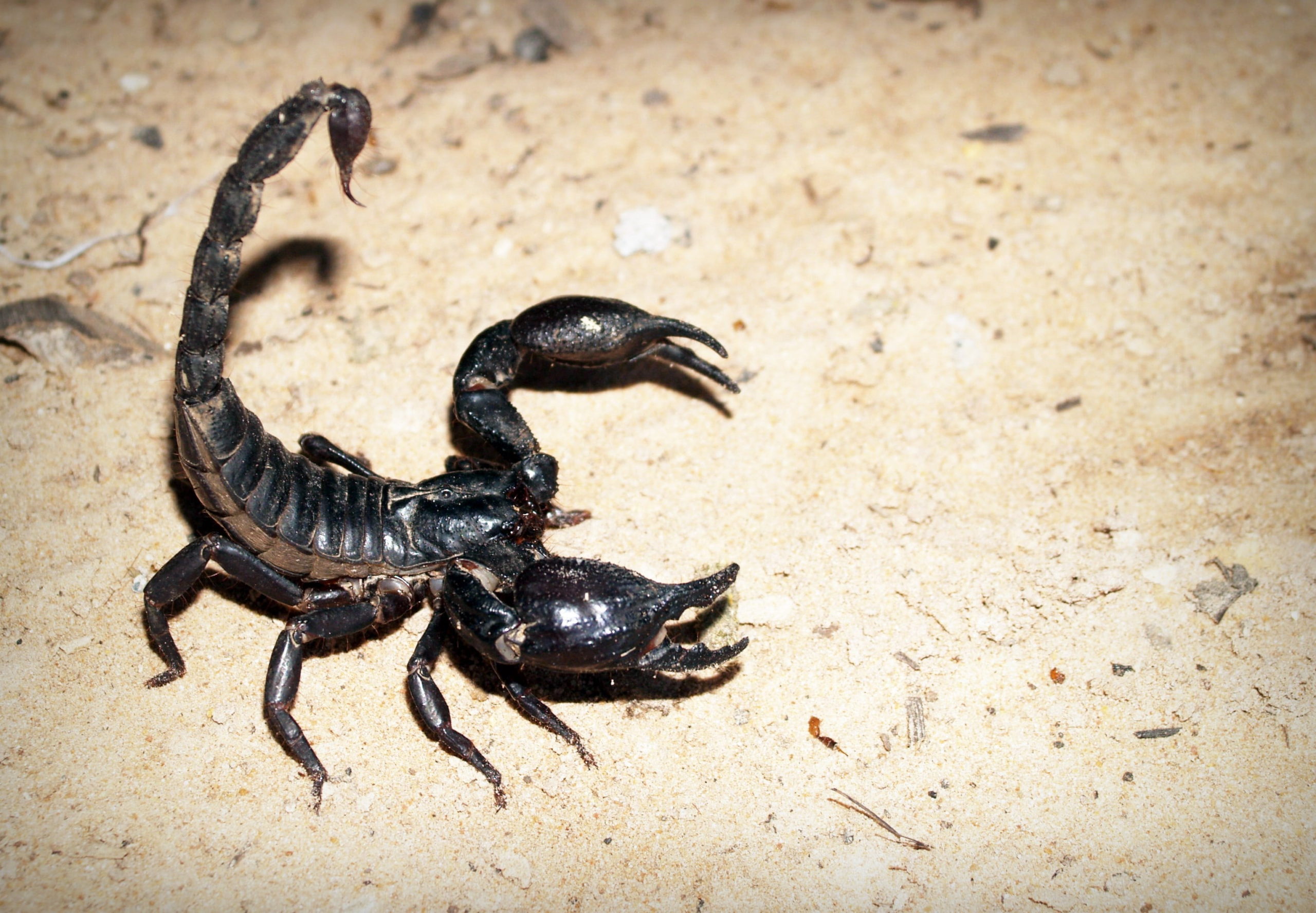 Can Pest Control Get Rid of Scorpions