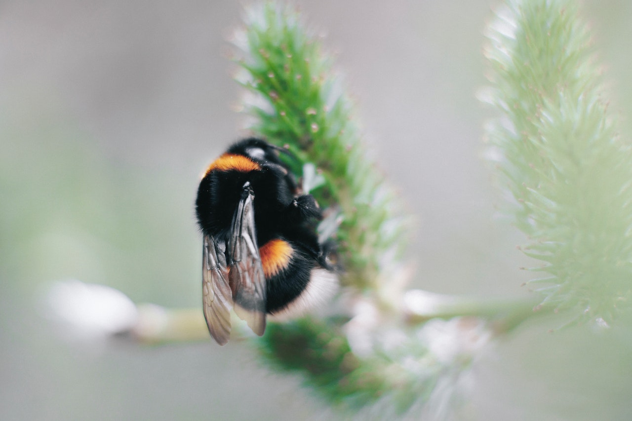 what to do about carpenter bees