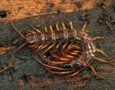 Centipede Dangerous