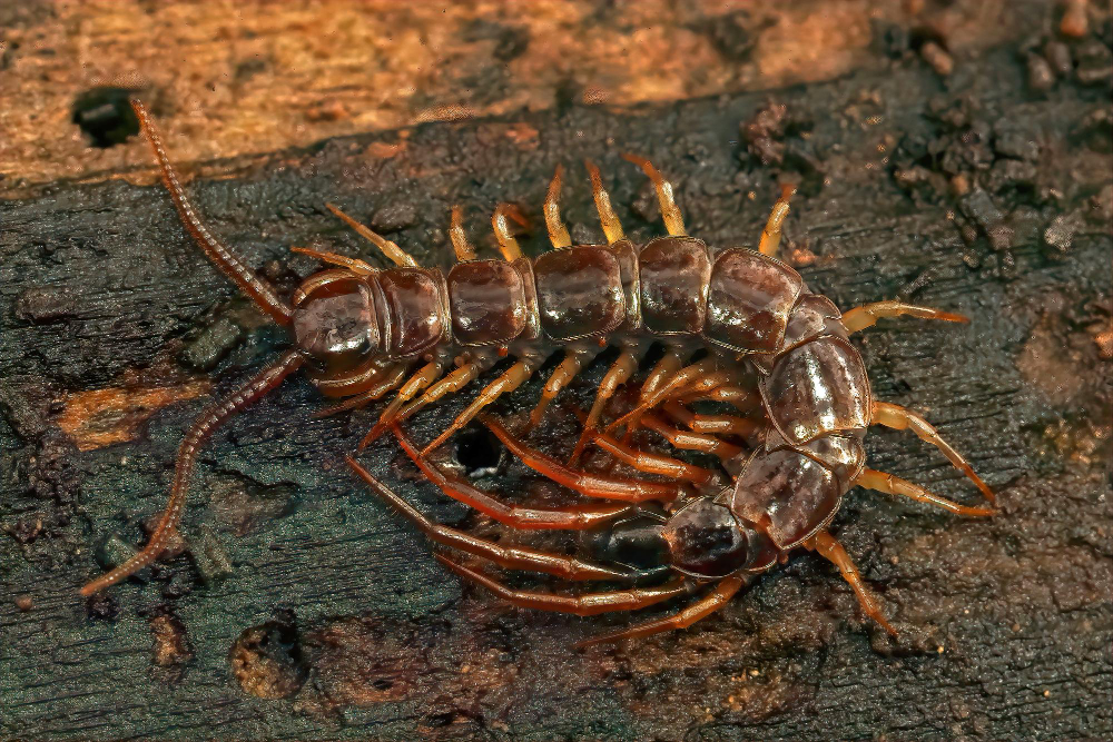 “Centipede Dangers: Risks and Safety Tips”