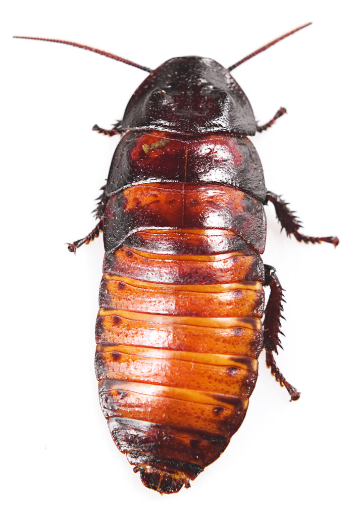 Oriental Cockroache