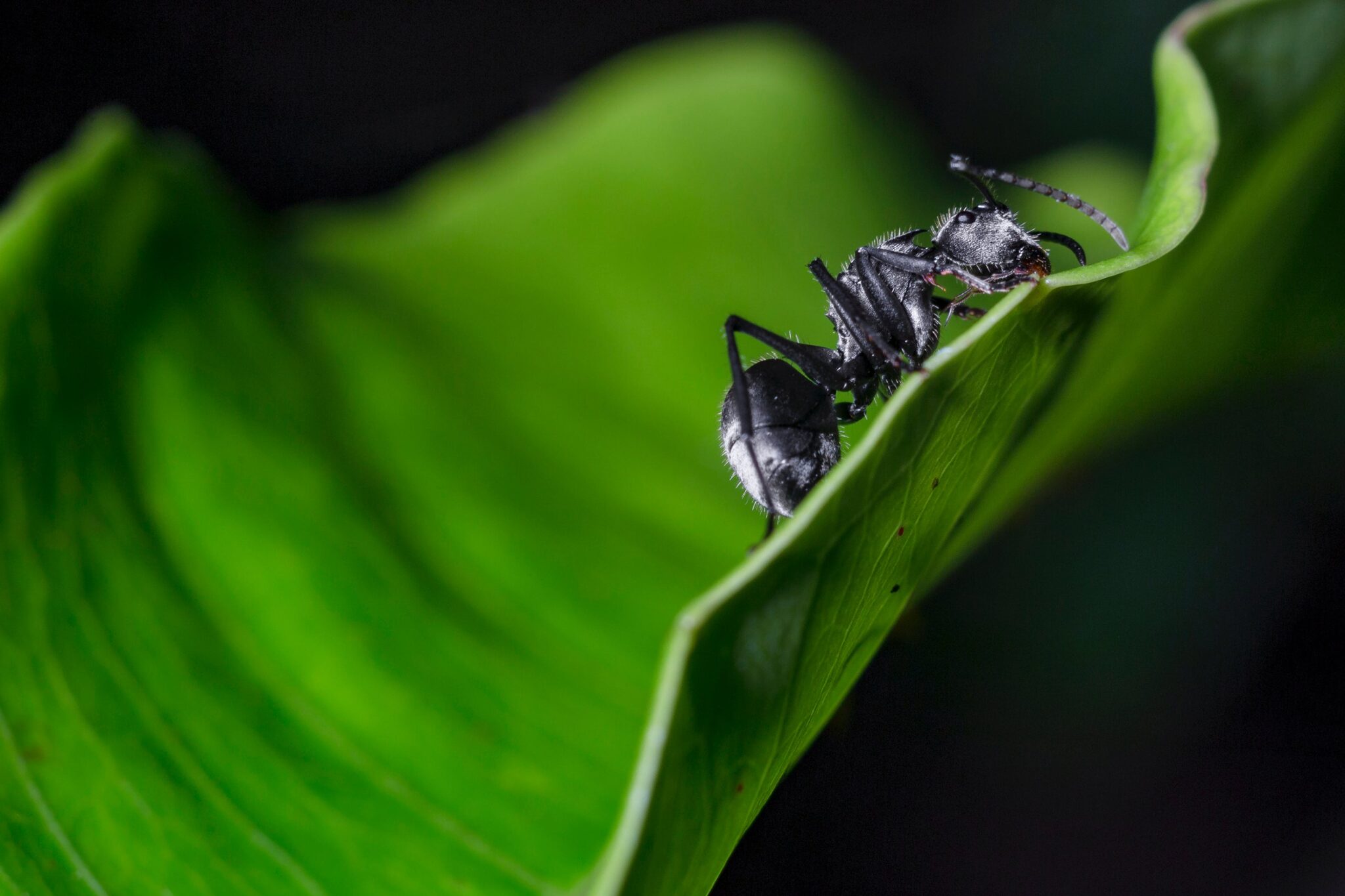 Signs of a Carpenter Ant Infestation