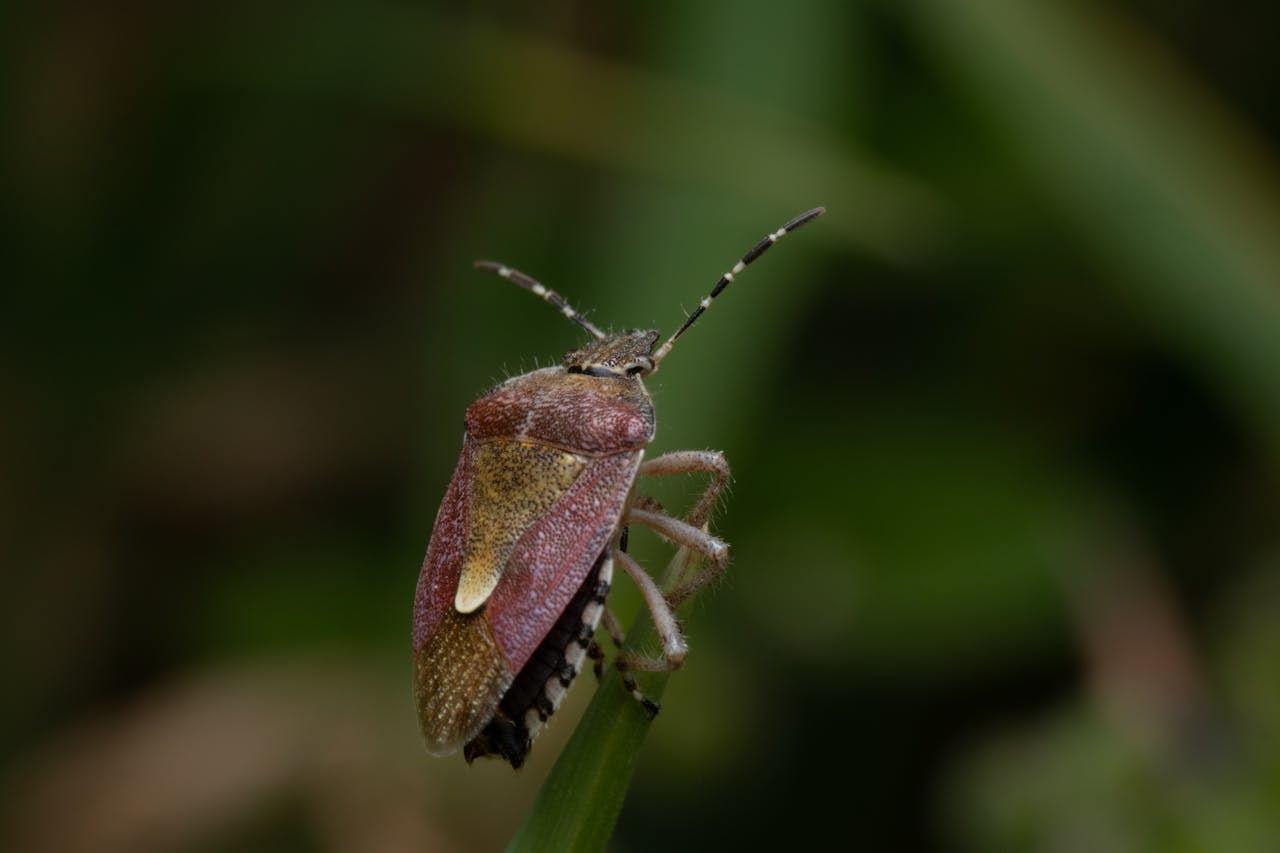Stink Bugs in the Garden: Protecting Your Plants from Stink Bug Damage