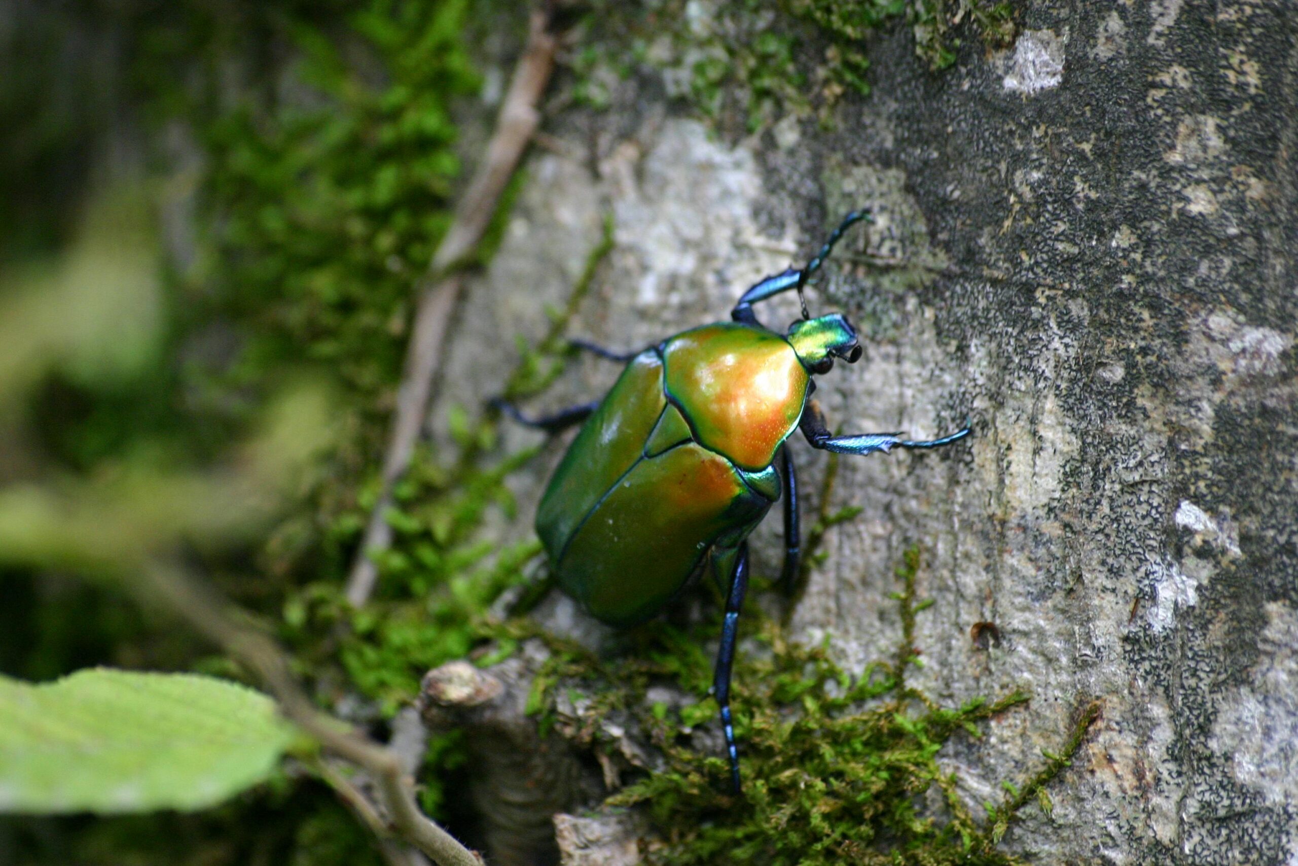 DIY Beetle Control: Effective Methods for Eliminating Beetles from Your Home