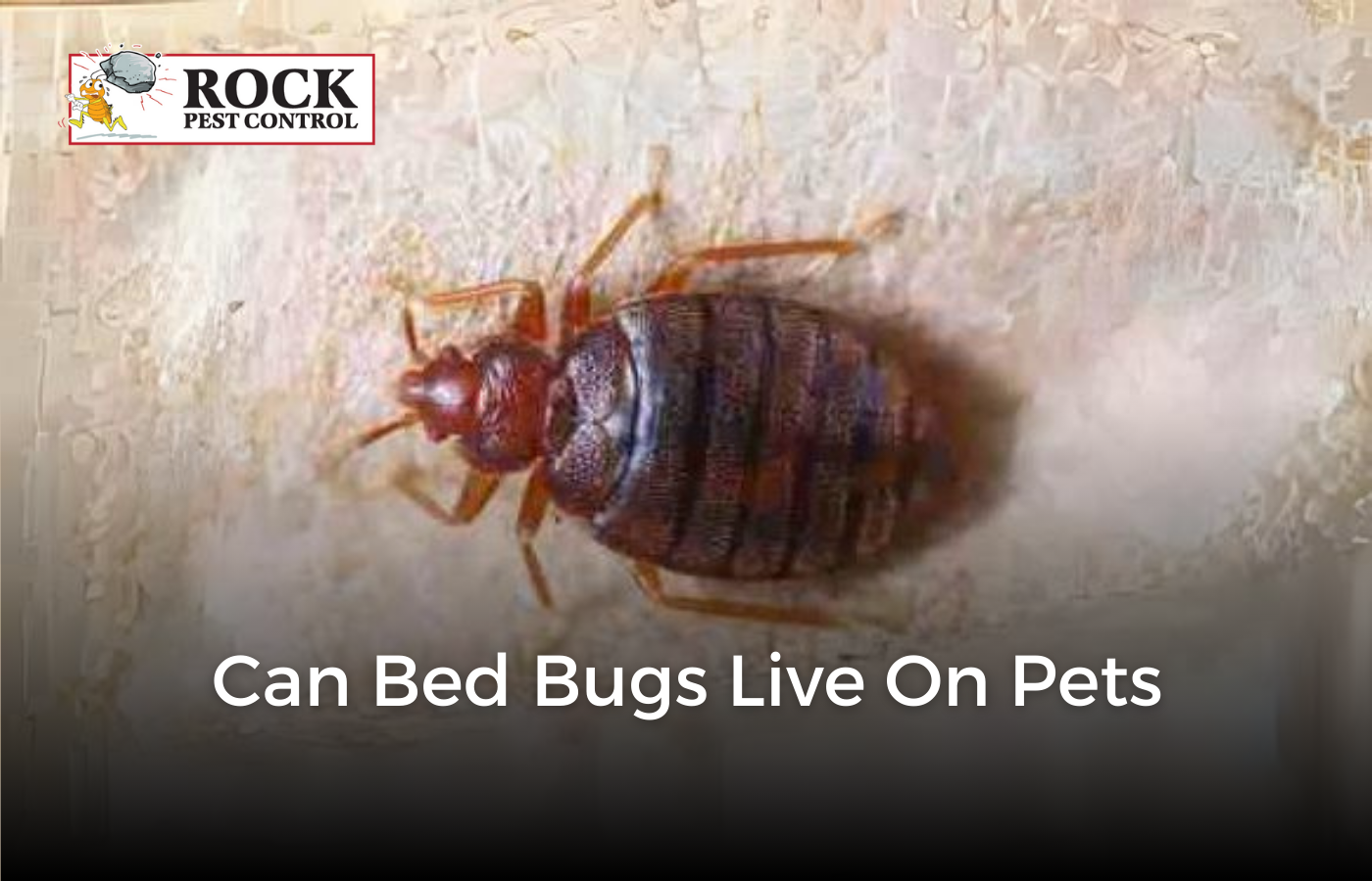 Can Bed Bugs Live on Pets