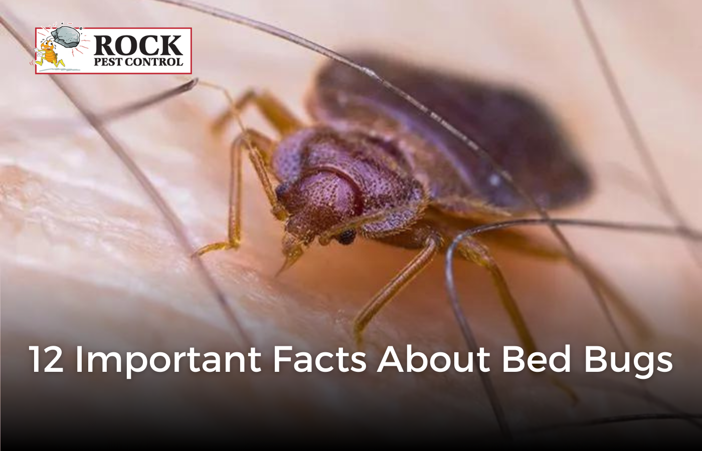 12 Important Facts About Bed Bugs