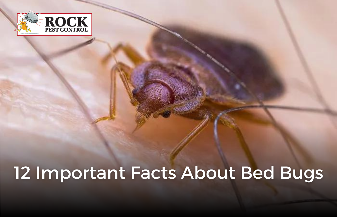 Awesomepest Bed Bug Extermination Dallas