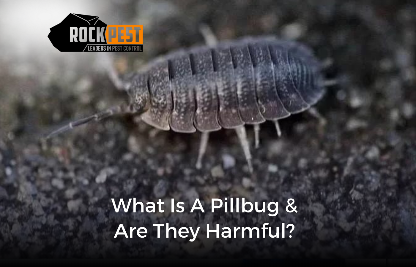 What is a Pillbug and are They Harmful?