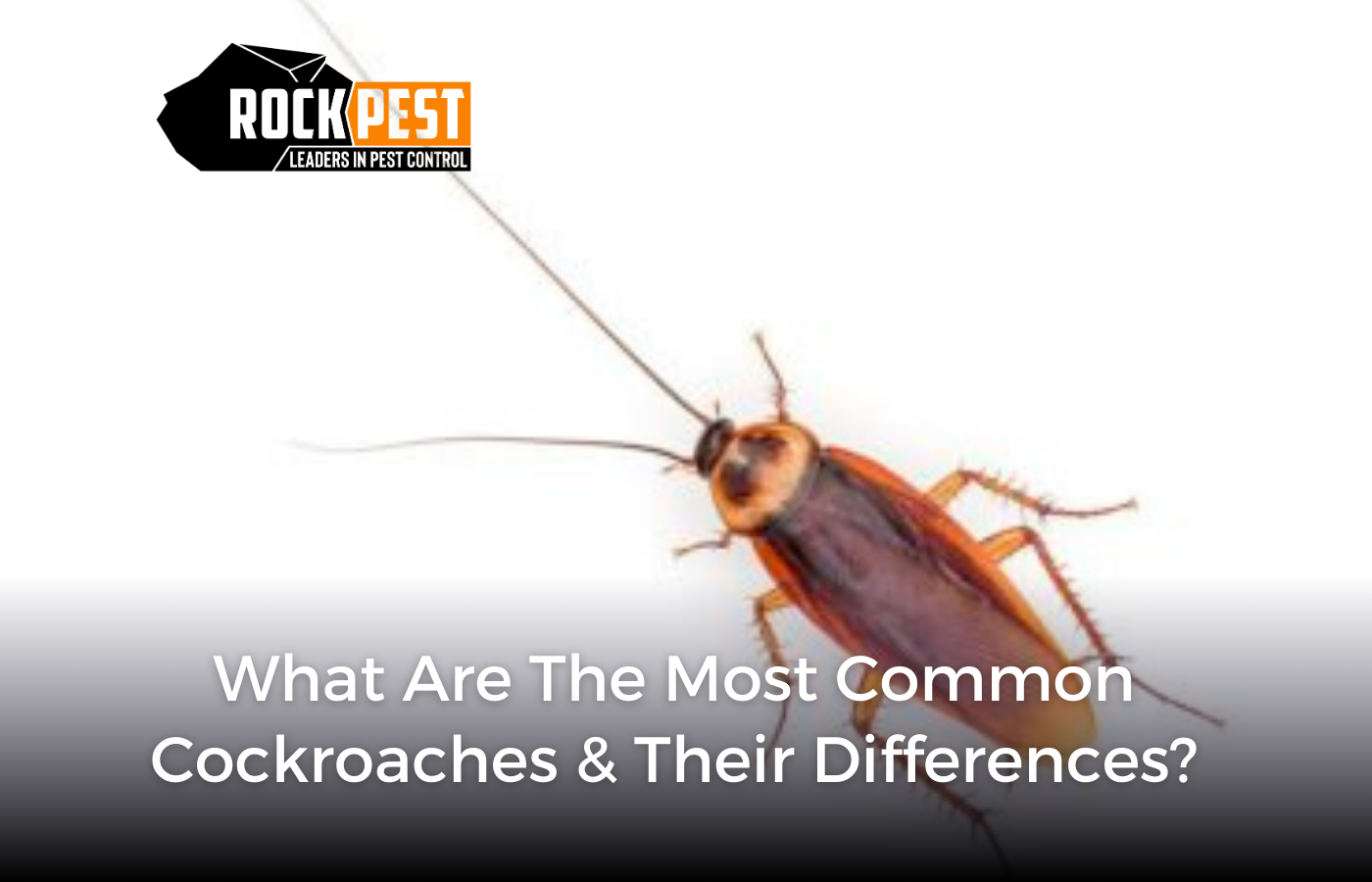 What Are the Most Common Cockroaches and Their Differences?