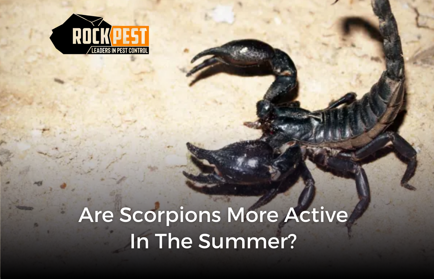 Are Scorpions More Active in the Summer?