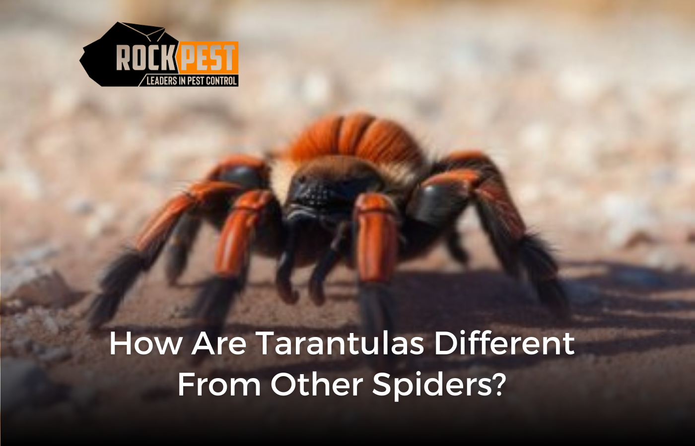 How are Tarantulas Different from Other Spiders?