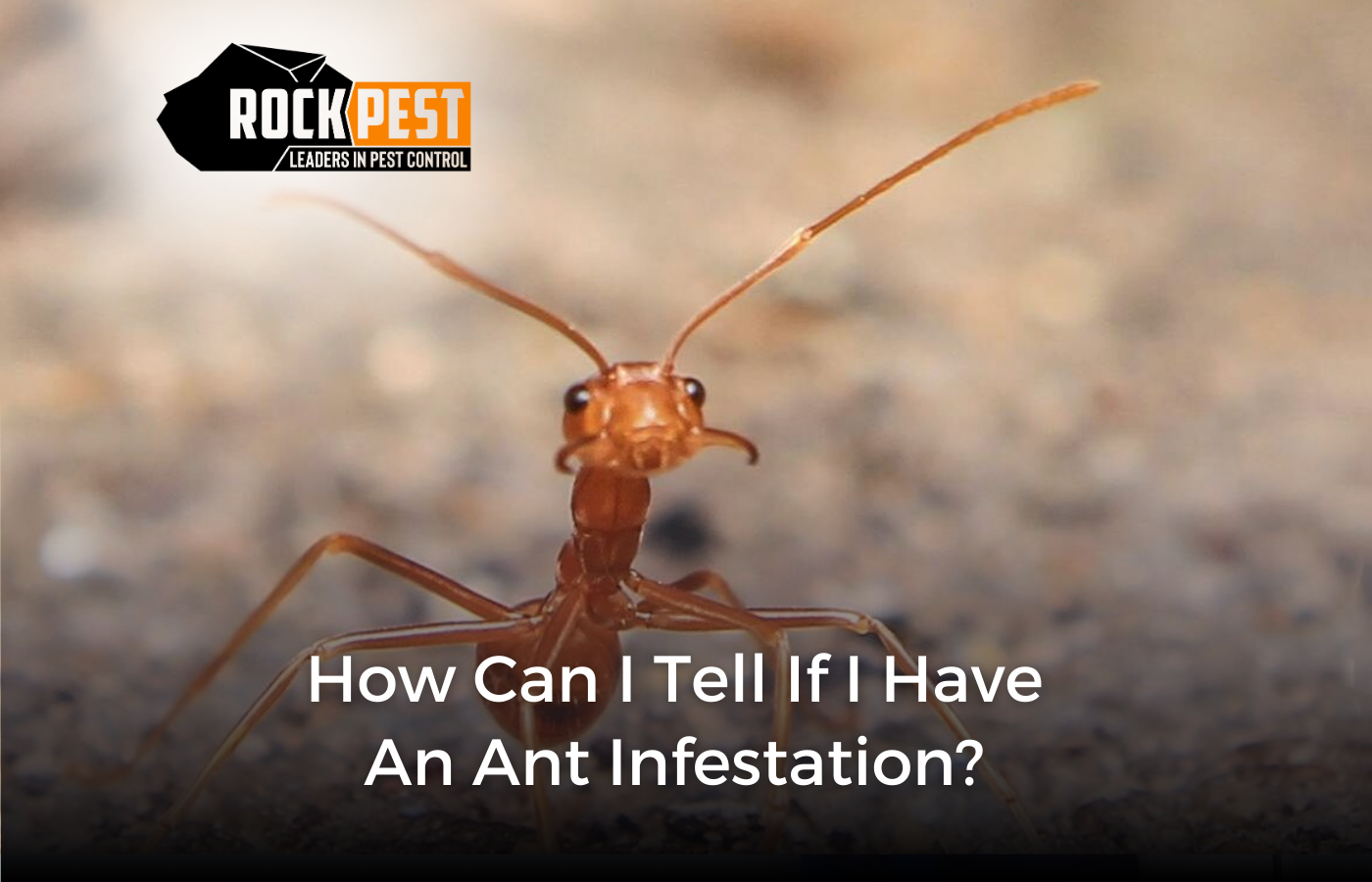 How Can I Tell If I Have an Ant Infestation?