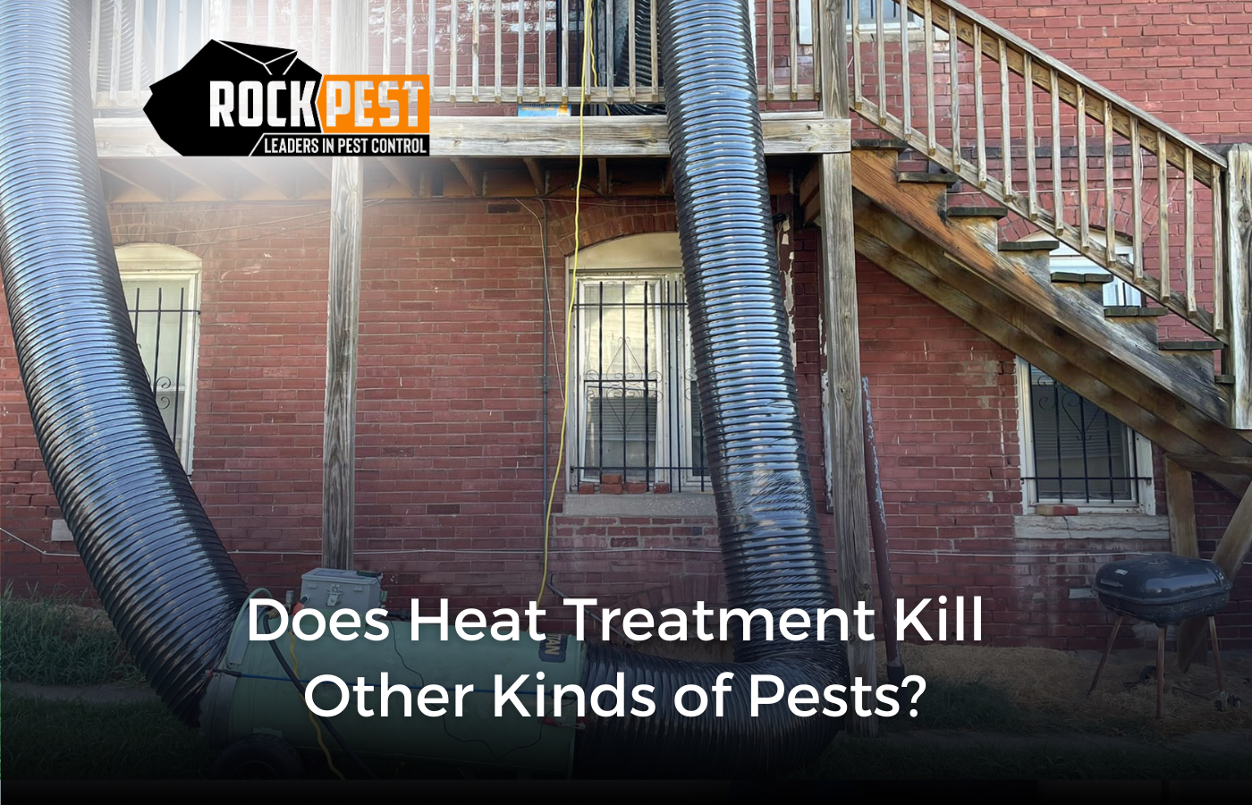 Does Heat Treatment Kill Other Kinds of Pests?