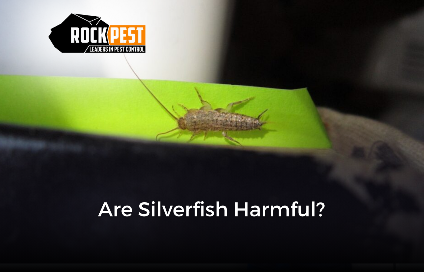 Are Silverfish Harmful?