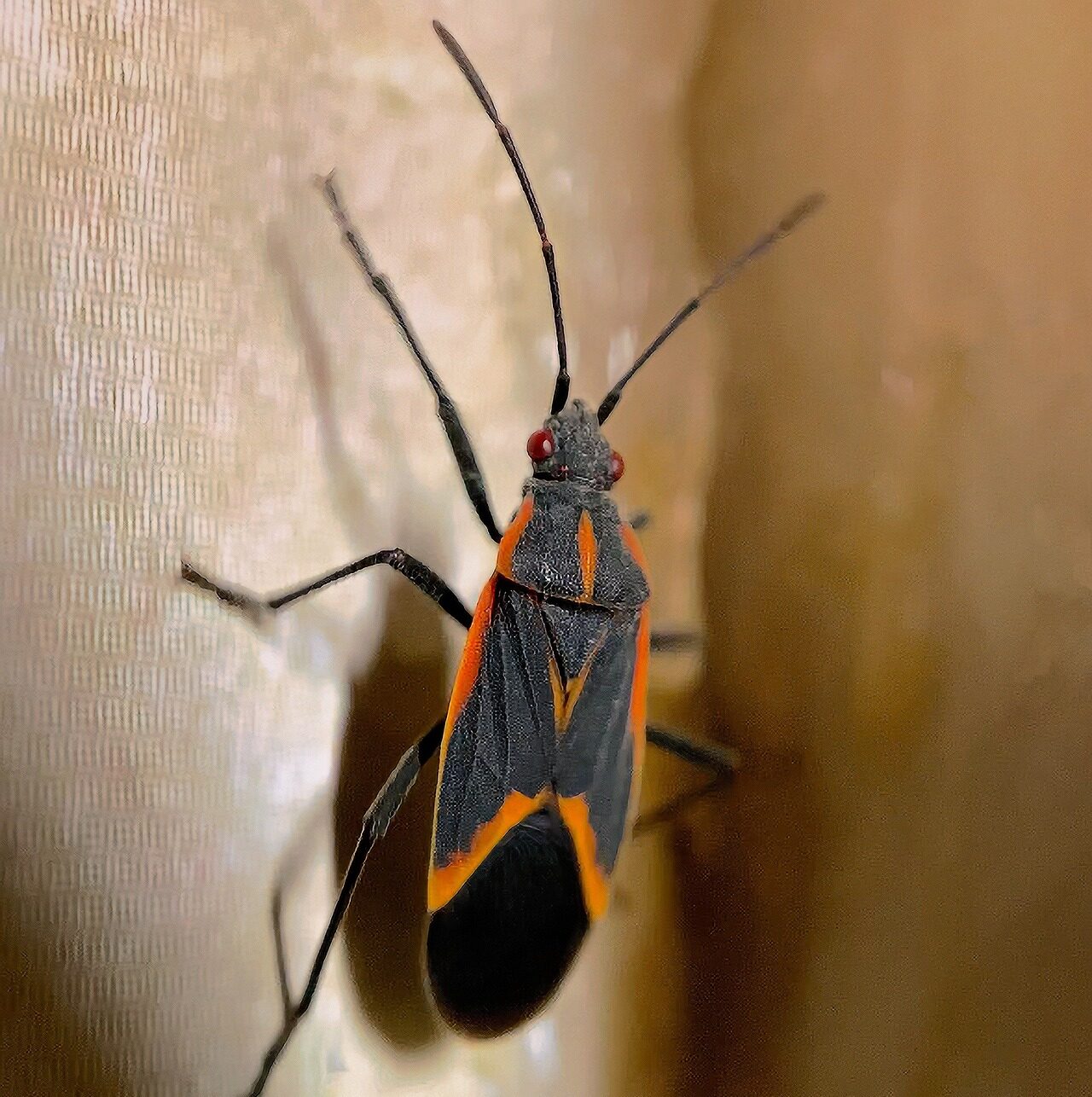 Do Boxelder Bugs Bite or Carry Disease? - Rock Pest Control