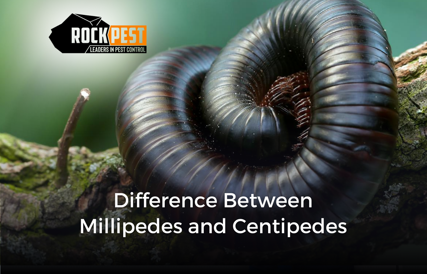 Difference between Millipedes and Centipedes