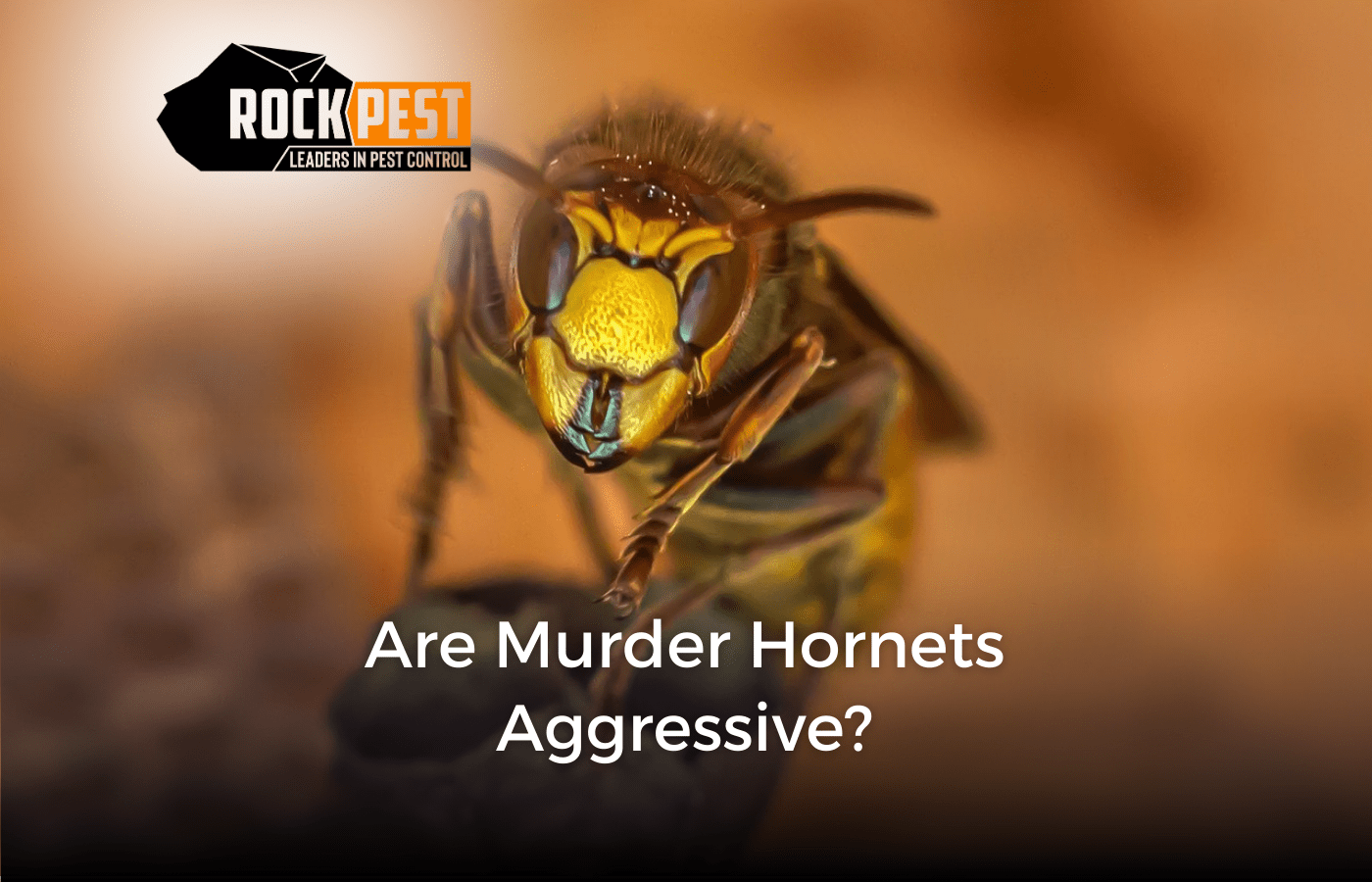 Are Murder Hornets Aggressive?