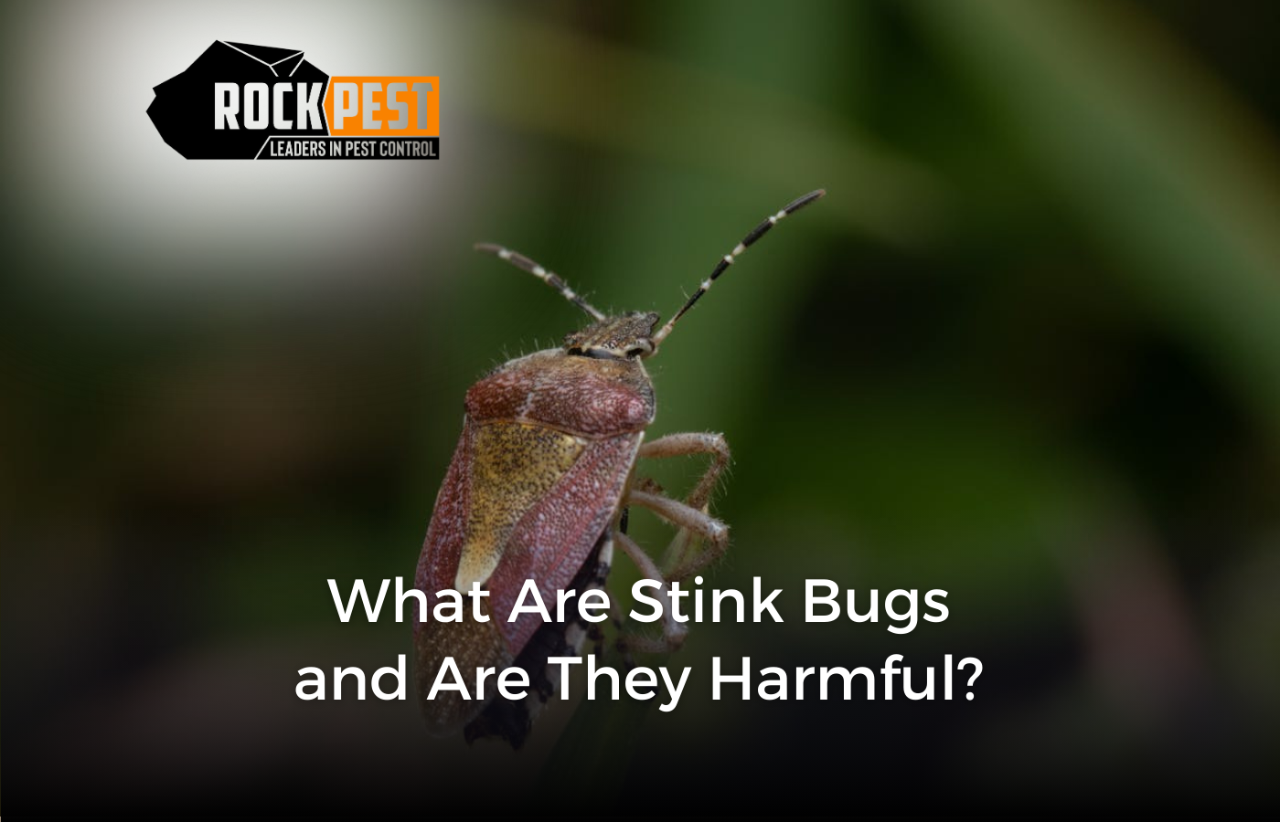 What Are Stink Bugs and Are They Harmful?