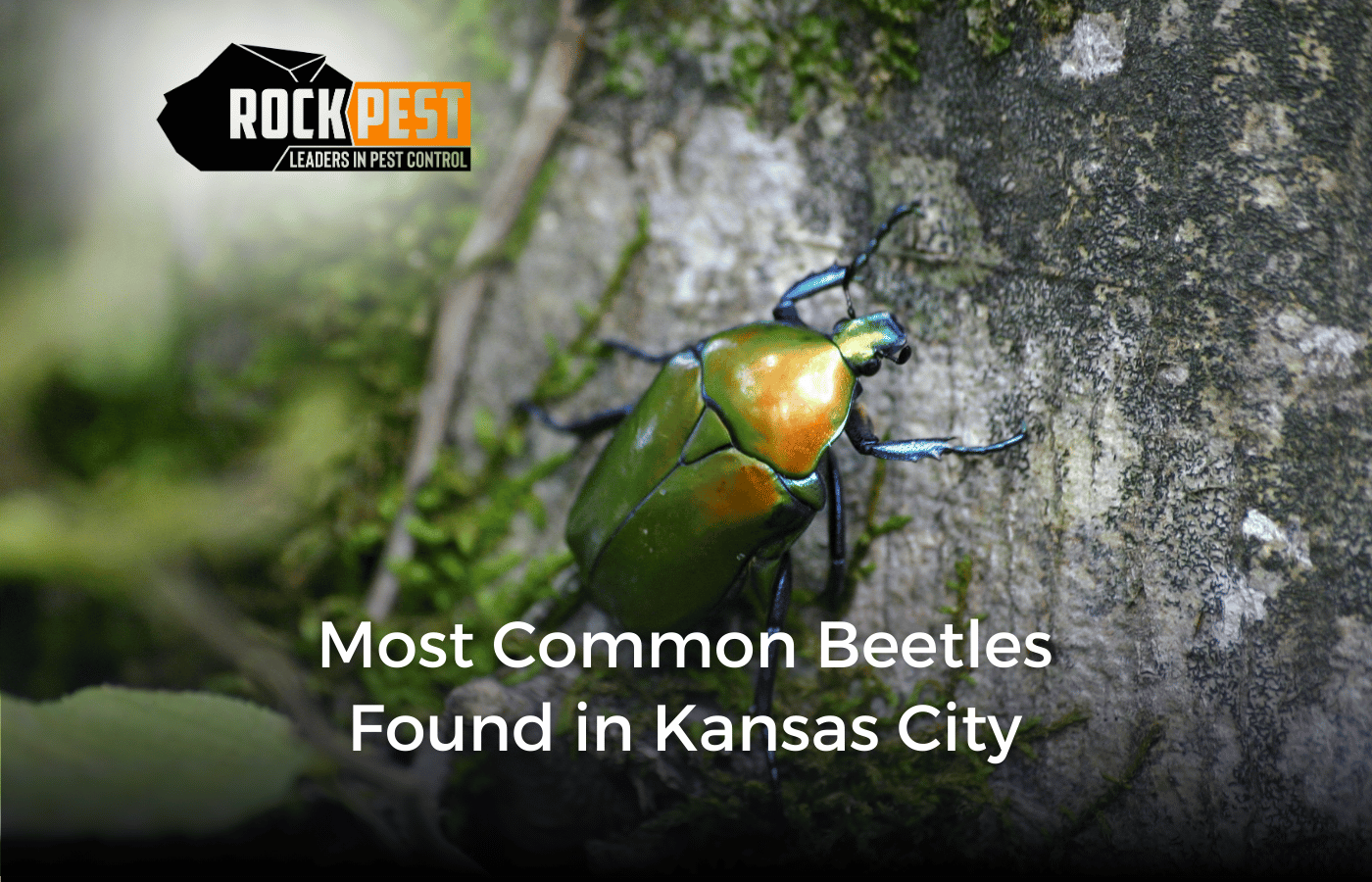 Most Common Beetles Found in Kansas City