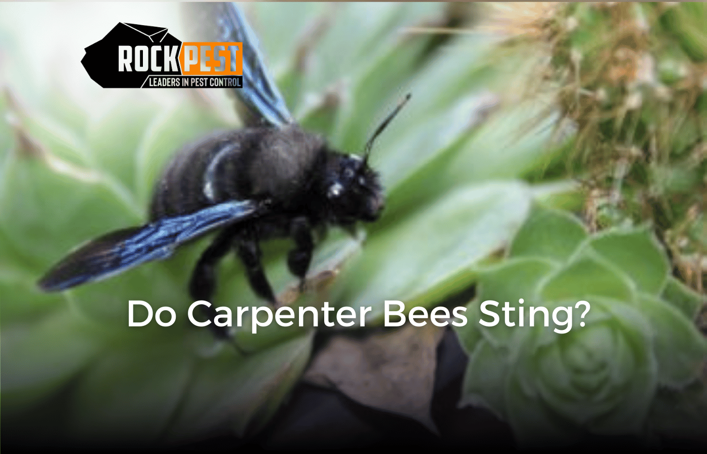 Do Carpenter Bees Sting?