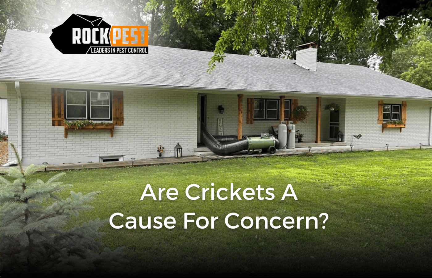 Are Crickets a Cause for Concern?