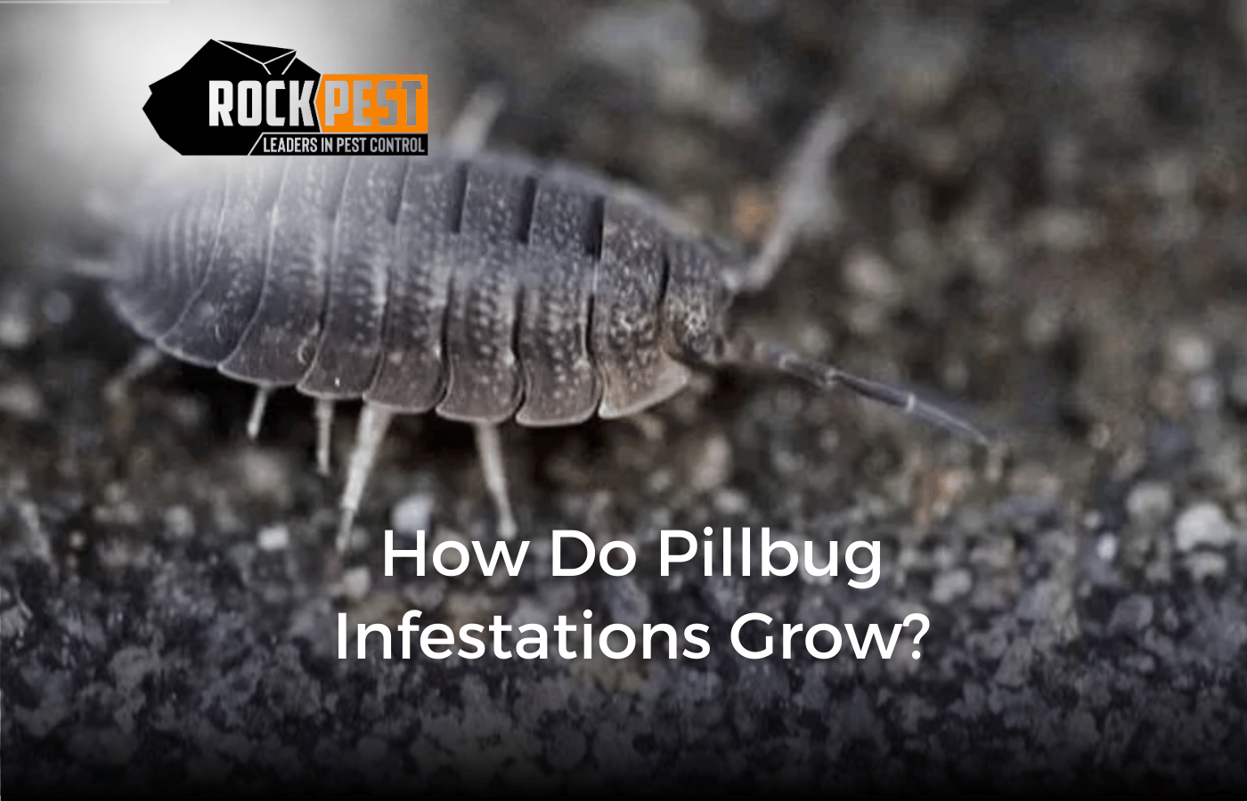 How Do Pill Bug Infestations Grow?